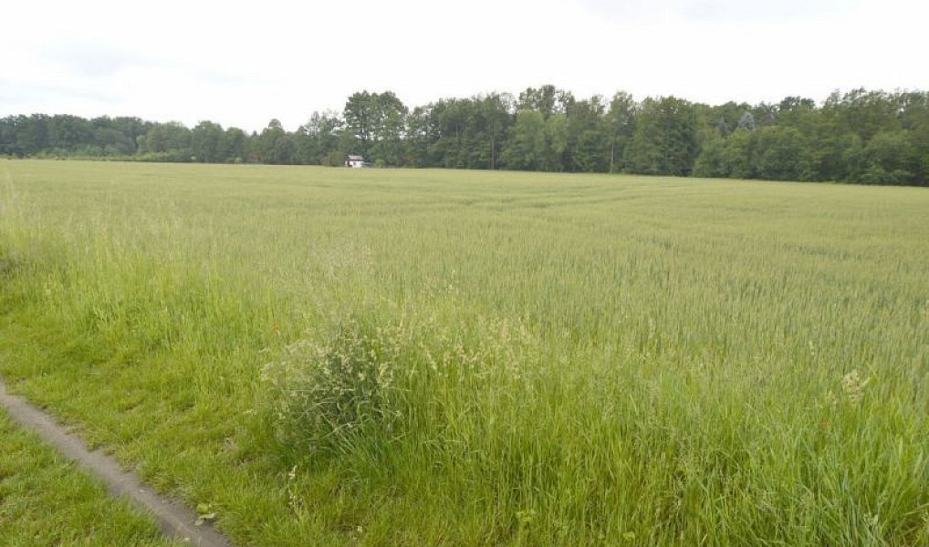 Prodej pozemku 2 267 m², Týniště nad Orlicí – náhled fotky 5