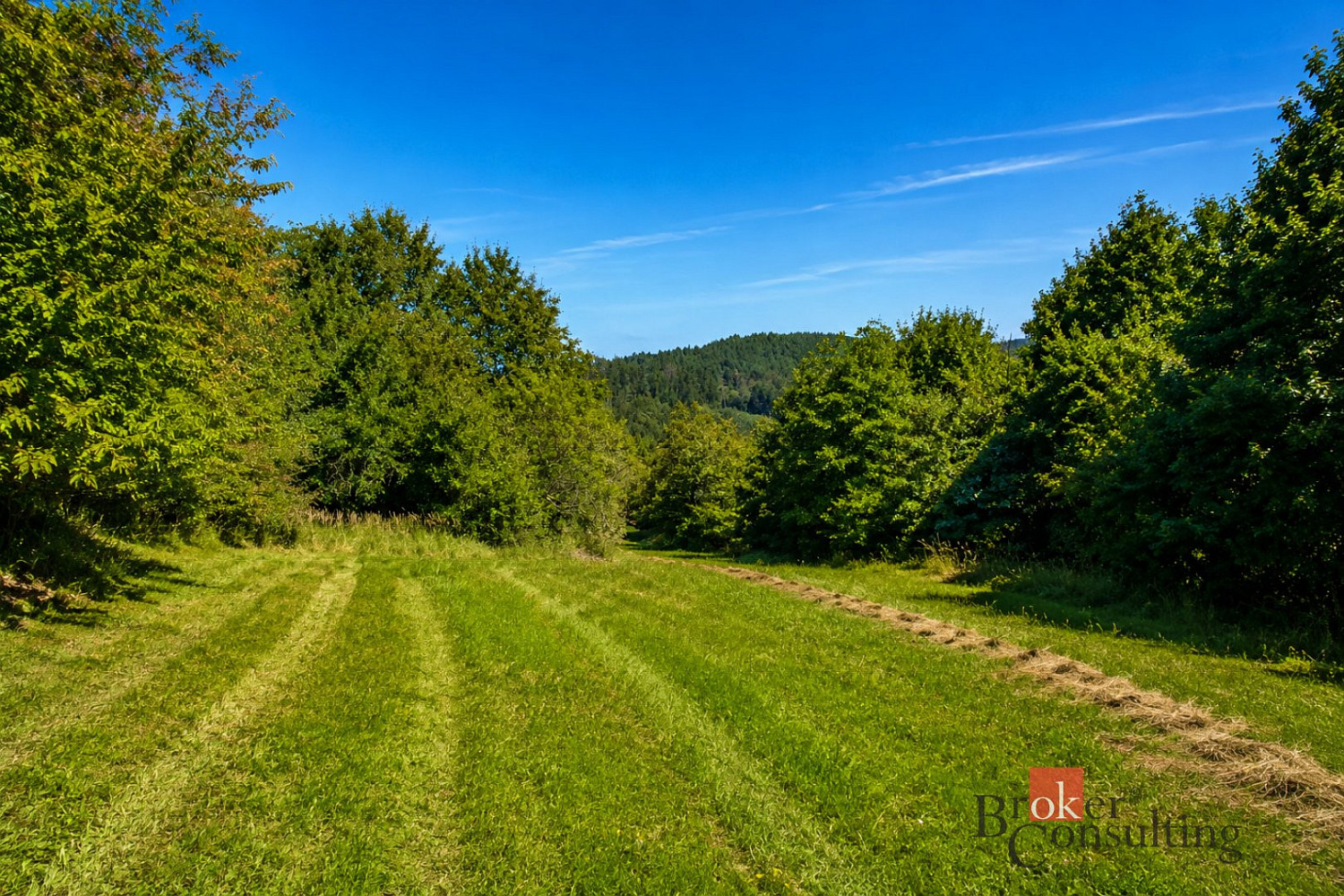 Prodej louky 3 075 m² – fotografie 4