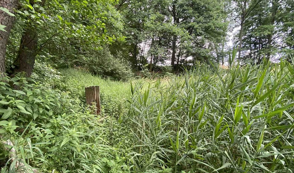 Prodej louky 4 246 m², Nové Hrady – náhled fotky 10