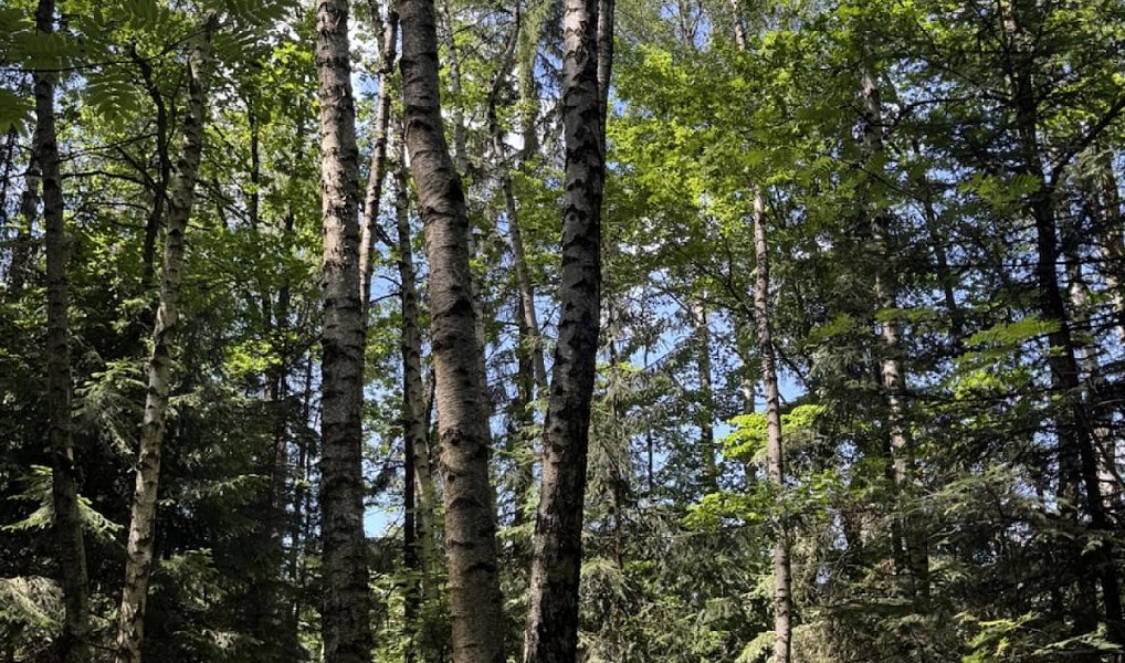 Prodej lesa 12 979 m², Druztová – náhled fotky 4