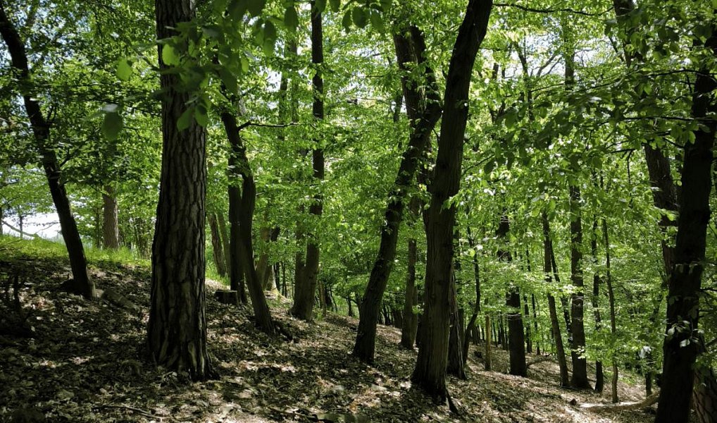 Prodej lesa 1 410 m², Lesnice – náhled fotky 3