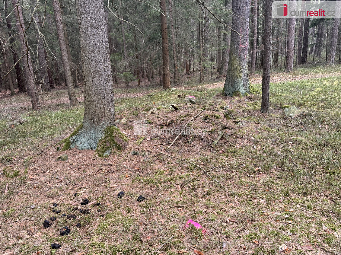 Prodej lesa 11 340 m² – fotografie 4