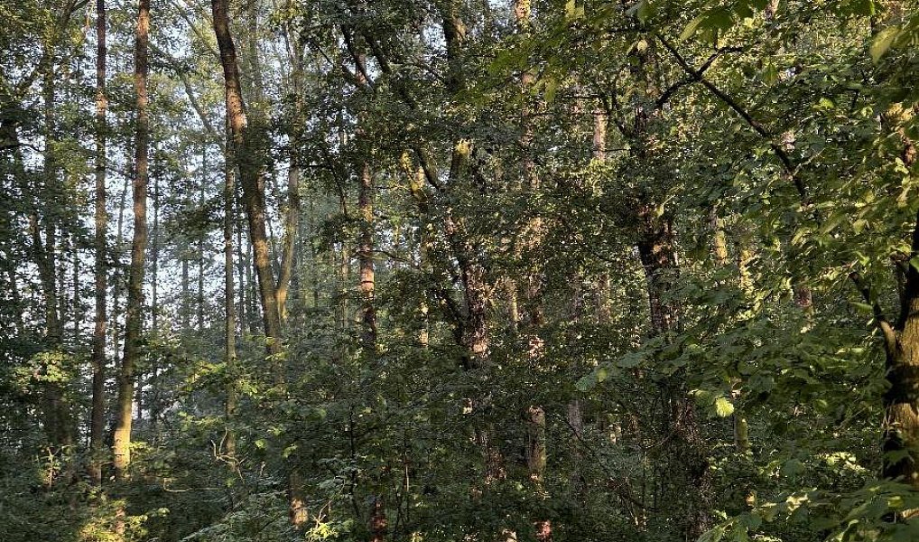 Prodej pozemku 2 784 m², Vršovka – náhled fotky 7