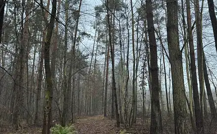 Prodej lesa 4 056 m², Přelouč - Dolní Bělá