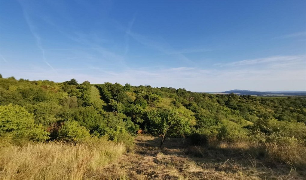 Prodej zahrady 1 751 m², Židlochovice – náhled fotky 5
