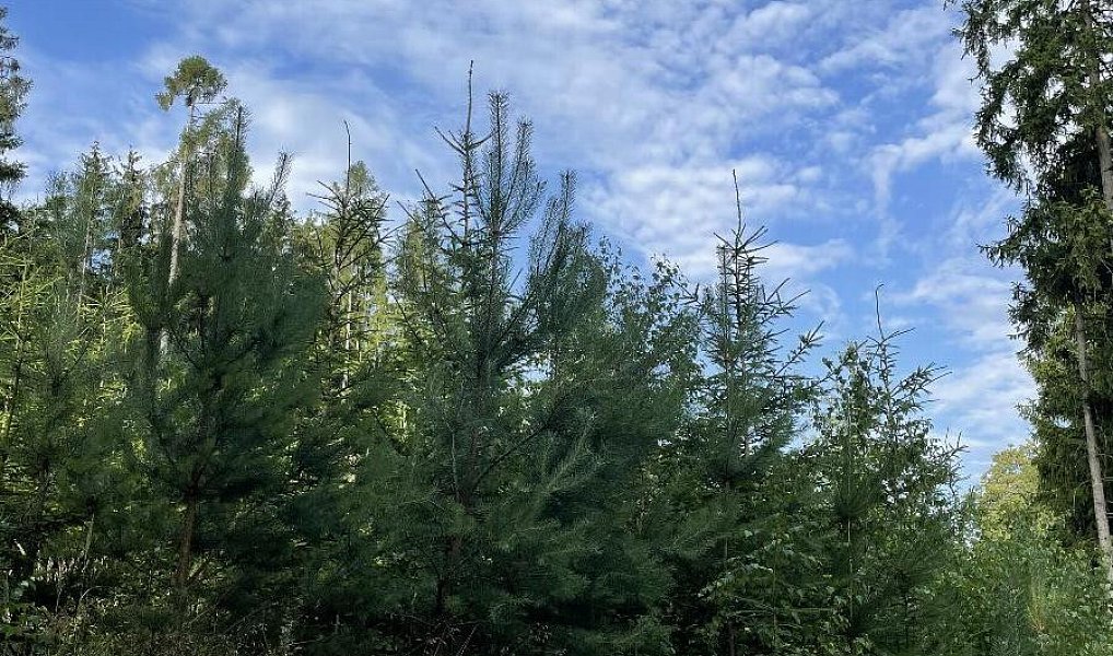 Prodej lesa 5 469 m², Velké Opatovice – náhled fotky 4