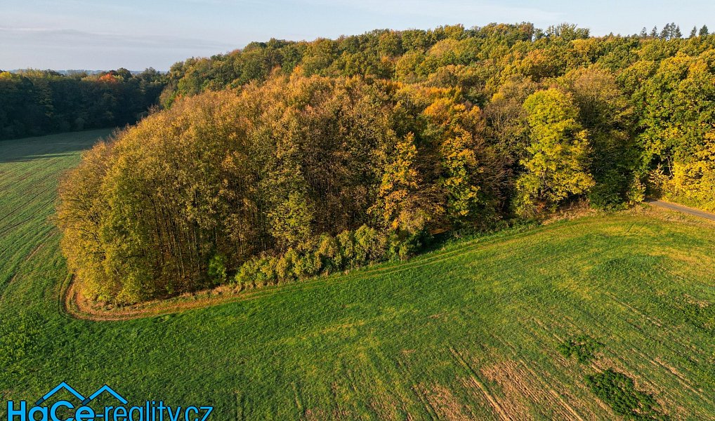 Prodej lesa 5 655 m², Solnice – náhled fotky 2