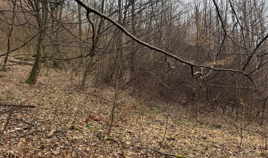 Prodej lesa 16 650 m², Zděchov – náhled fotky 6