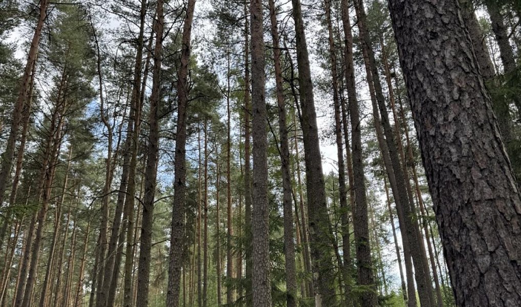 Prodej lesa, 61114 m², Děčín, Dolní Podluží