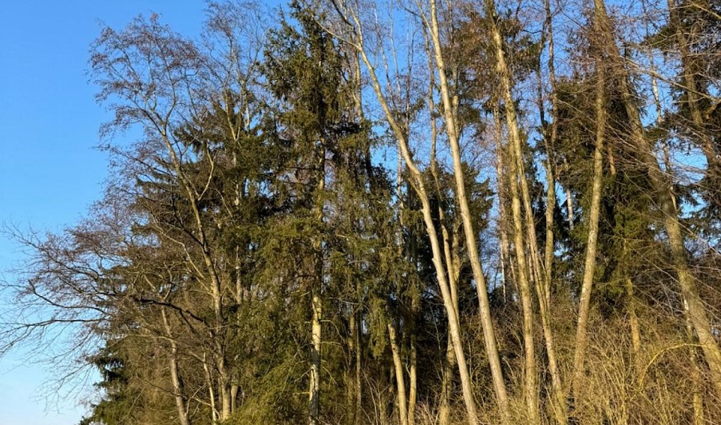 Prodej lesa 6 437 m², Chvalkovice – náhled fotky 5