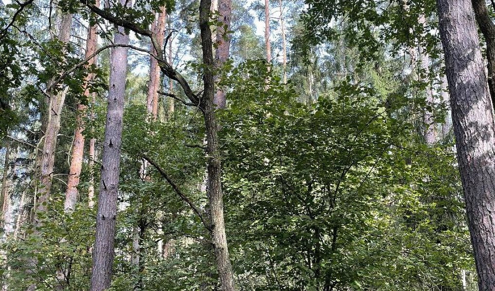Prodej pozemku 3 510 m², Drahov – náhled fotky 3