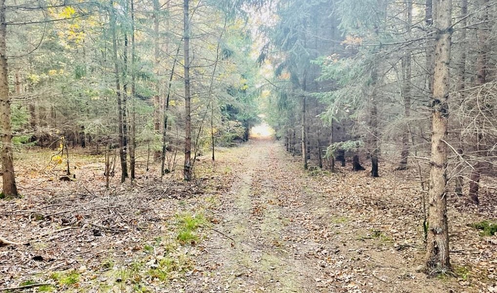Prodej lesa 1 919 m², Pištín – náhled fotky 2