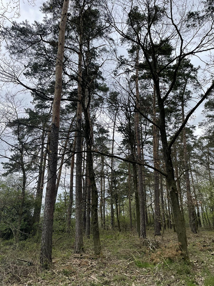 Prodej pozemku 7 120 m², Kanice