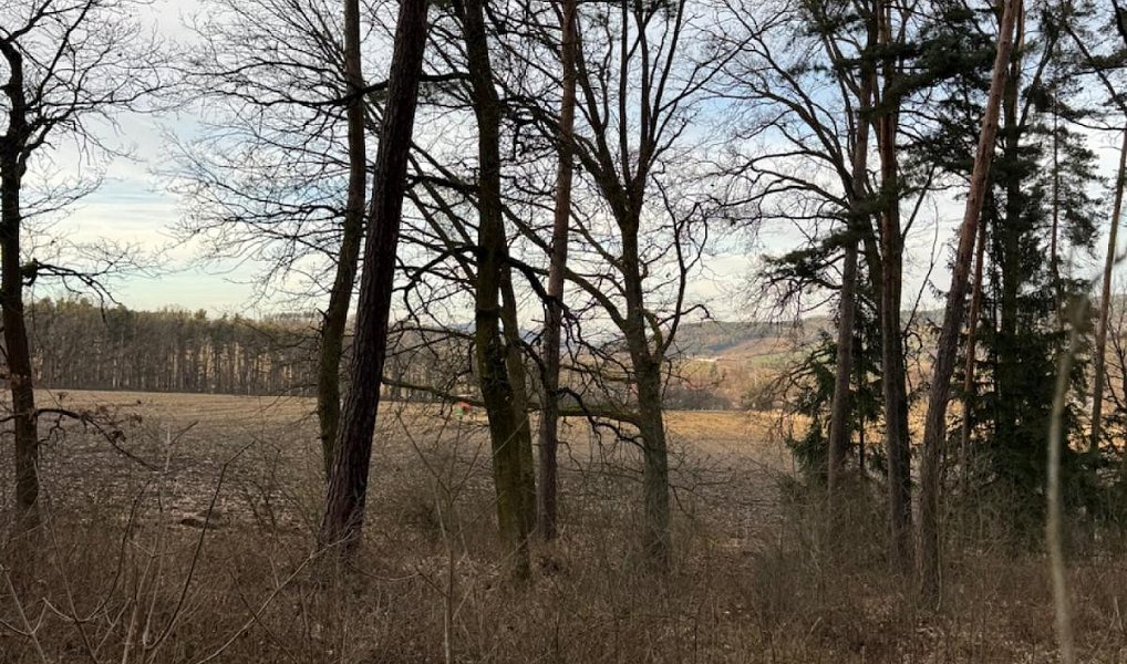 Prodej lesa 8 497 m², Dolany – náhled fotky 8