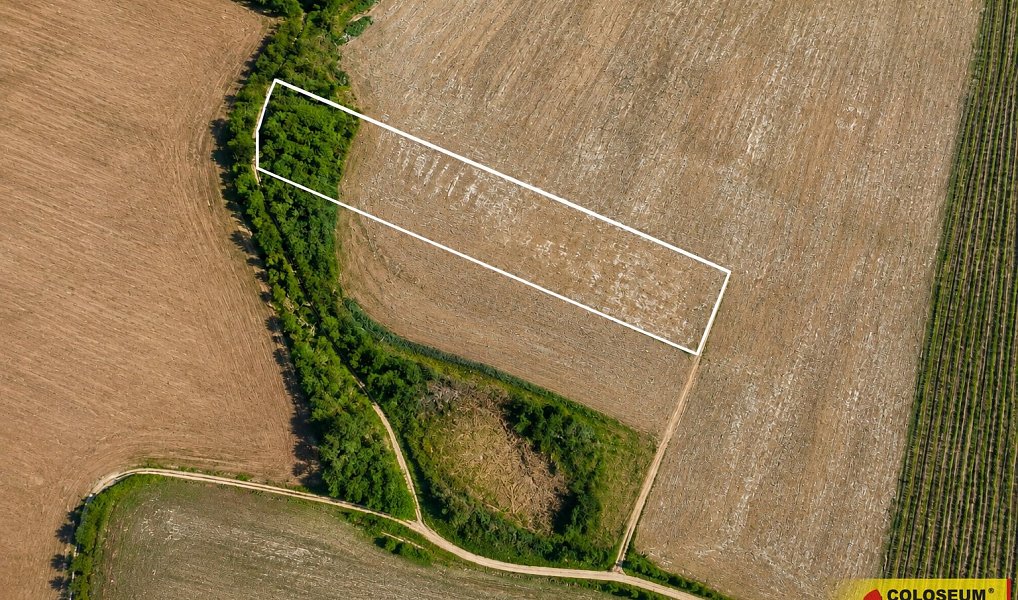 Prodej pole 8 295 m², Dyje – náhled fotky 2