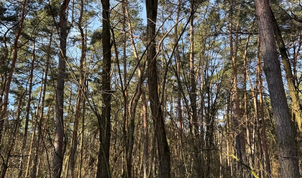 Prodej lesa 3 963 m², Vacenovice – náhled fotky 3