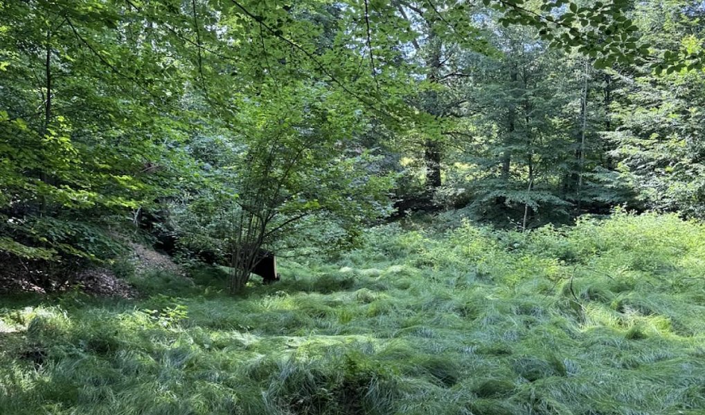 Prodej vodní plochy 12 501 m², Hodějice – náhled fotky 4