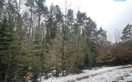 Prodej lesa 12 219 m², Záhoří - Smrčí, okres Semily