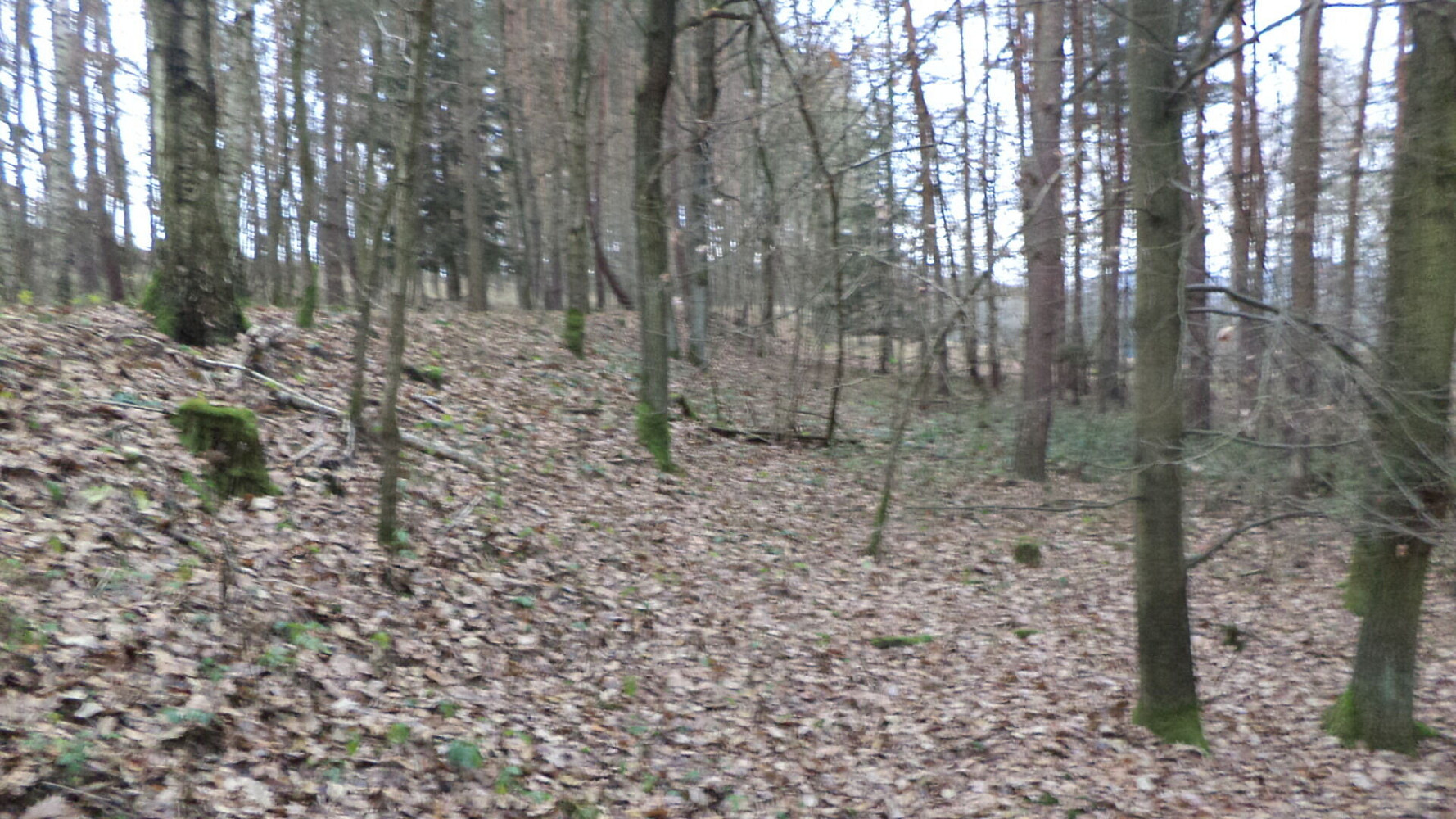 Prodej lesa 28 299 m² – fotografie 2