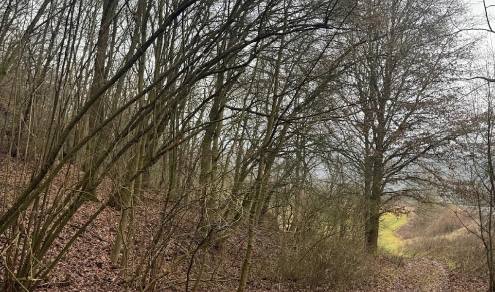 Prodej lesa 9 837 m², Ryjice – náhled fotky 7