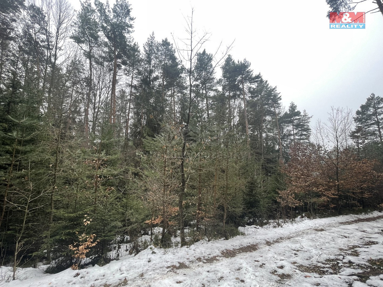 Prodej lesa 12 219 m²