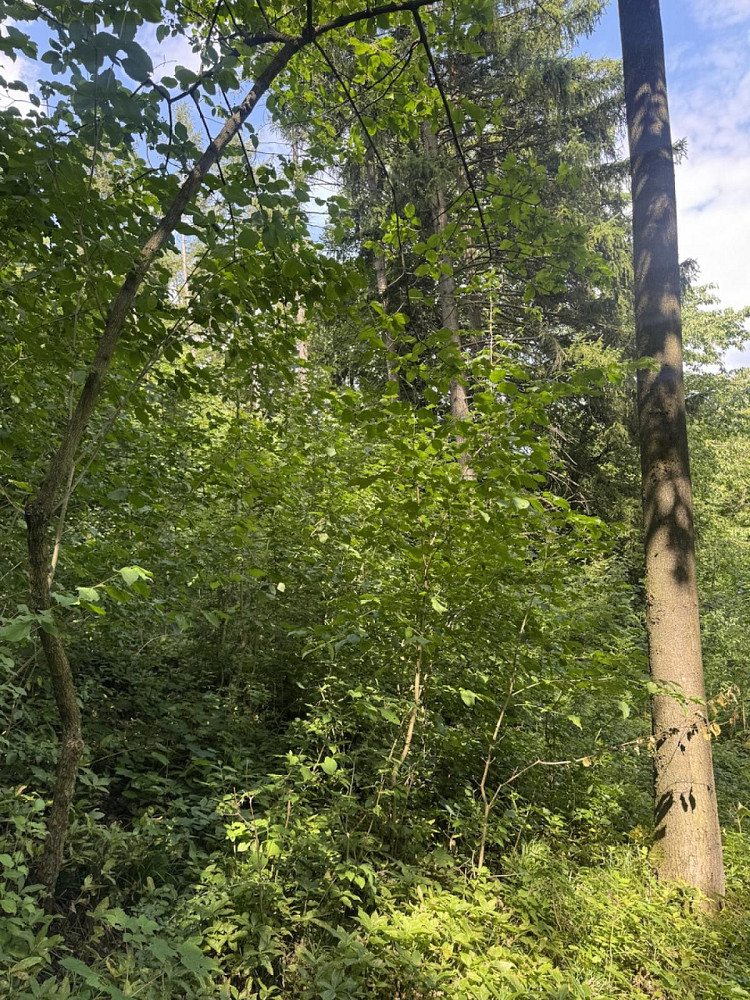 Fotka 6 z 19