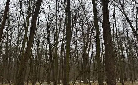 Prodej lesa 2 268 m², Přerov nad Labem - Drnovice