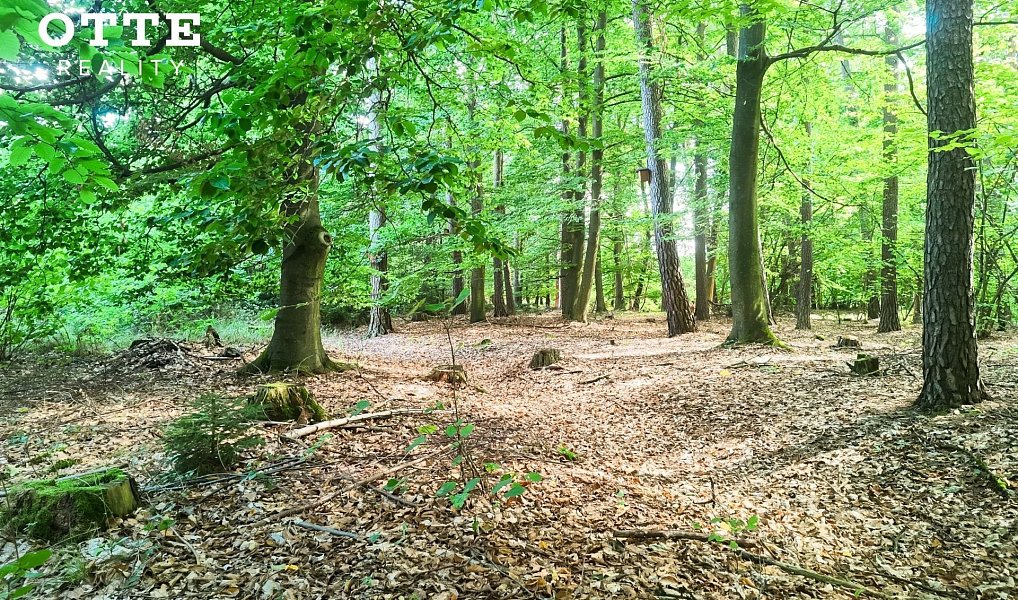 Prodej lesa 985 653 m², Žerčice – náhled fotky 17