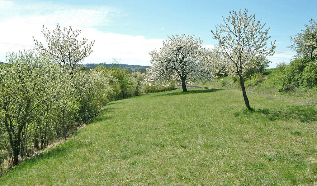 Prodej louky 873 m², Kněžnice – náhled fotky 5