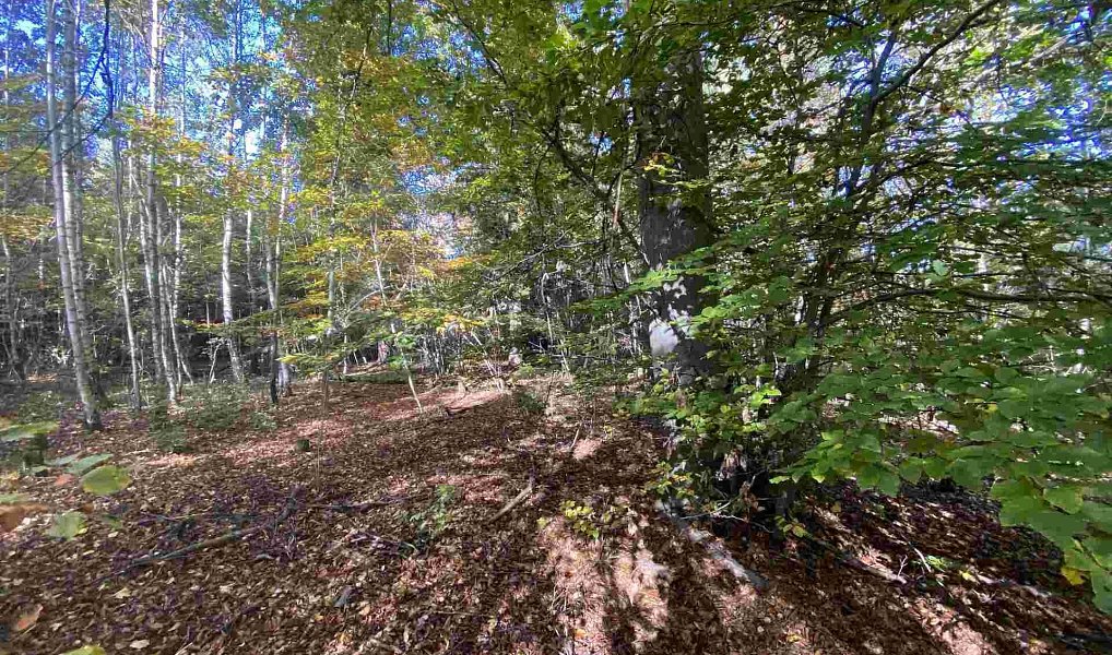 Prodej pole 9 794 m², Železný Brod – náhled fotky 2