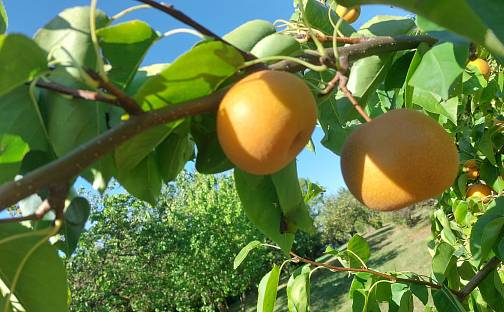 Prodej stavebního pozemku 3 437 m², Kroměříž - Trávník