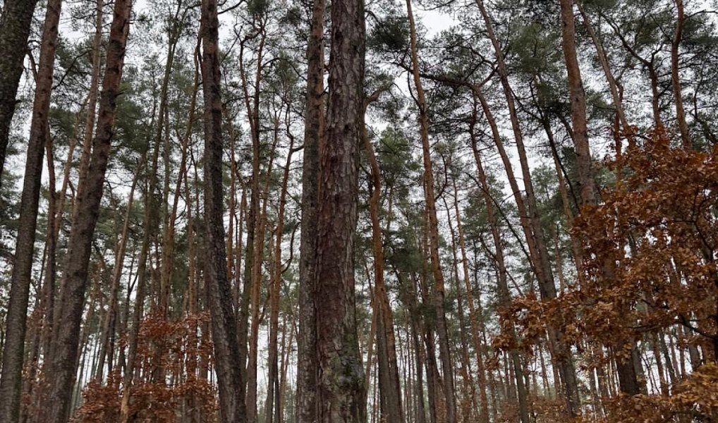 Prodej lesa 7 349 m², Třebestovice – náhled fotky 7