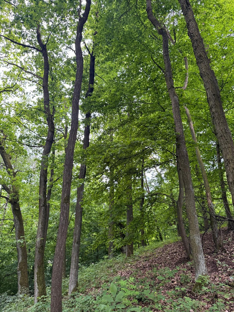 Prodej lesa 11 566 m² – fotografie 2