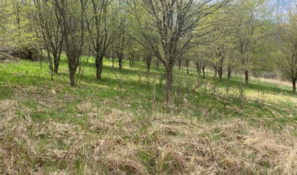 Prodej stavebního pozemku 7 630 m², Sázava – náhled fotky 10