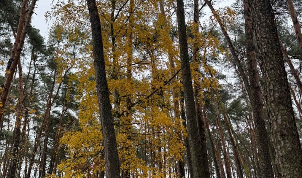 Prodej lesa 7 349 m², Třebestovice – náhled fotky 11