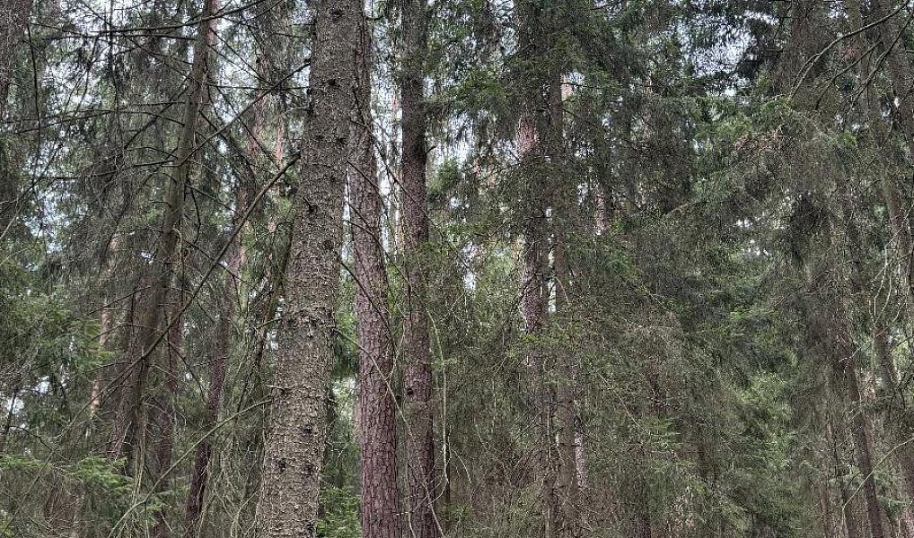 Prodej lesa 5 088 m², Křenovice – fotka 1 z 10