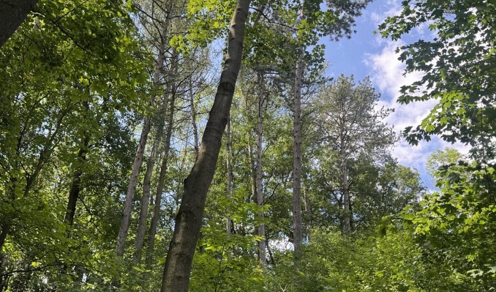 Prodej lesa 6 851 m², Dobříč – náhled fotky 5