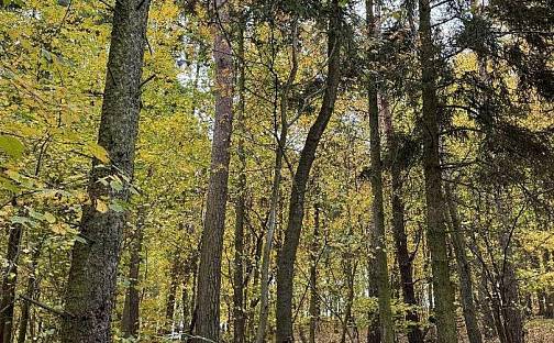 Prodej lesa 4 154 m², Netvořice, okres Benešov