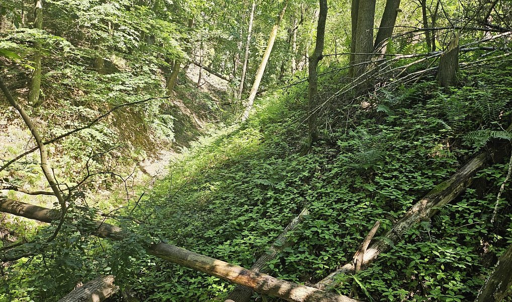 Prodej louky 12 985 m², Boseň – náhled fotky 4