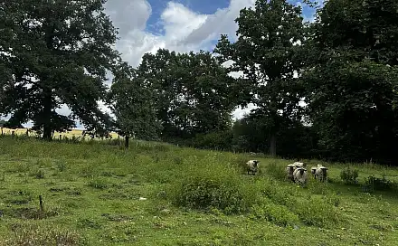 Prodej stavebního pozemku 3 589 m², Čížkov - Čečovice, okres Plzeň-Jih