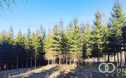 Prodej lesa 3 762 m², Lhota u Vsetína, okres Vsetín