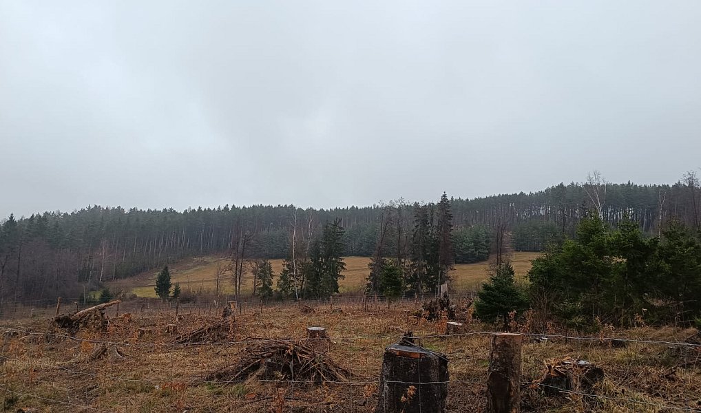 Prodej lesa 37 567 m², Vacovice – náhled fotky 2