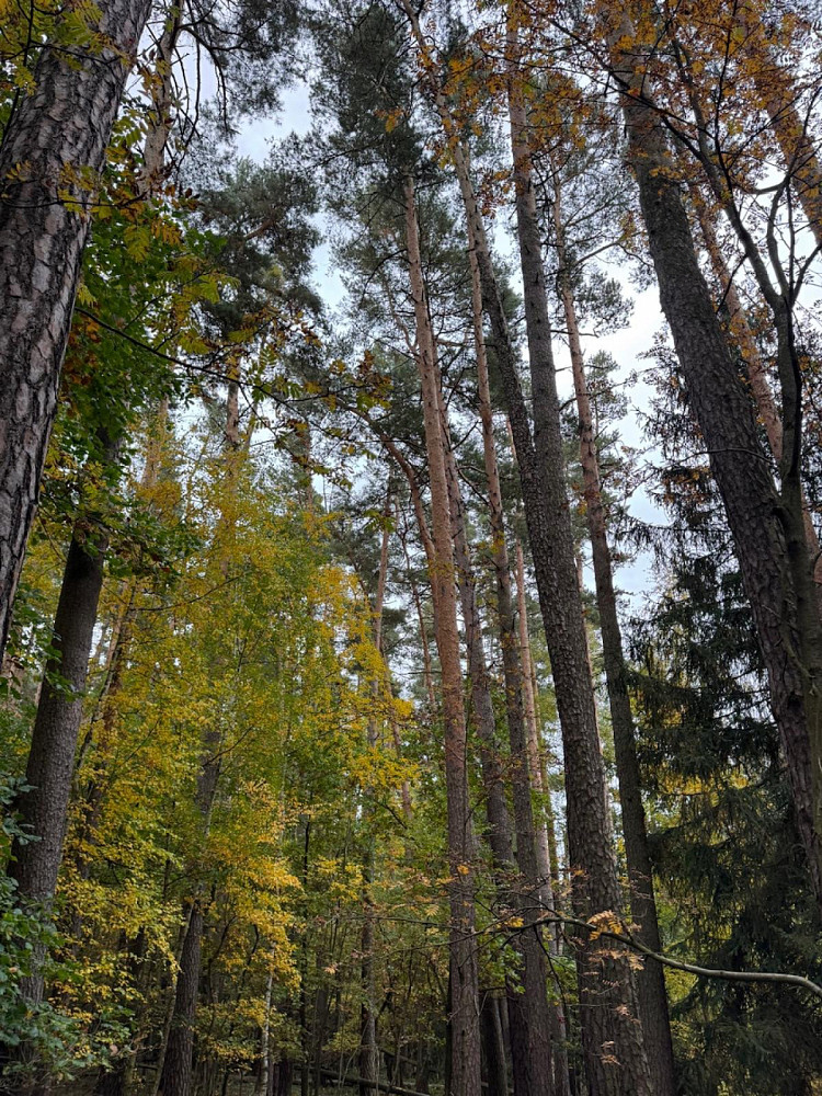 Prodej lesa 1 818 m² – pohled 6