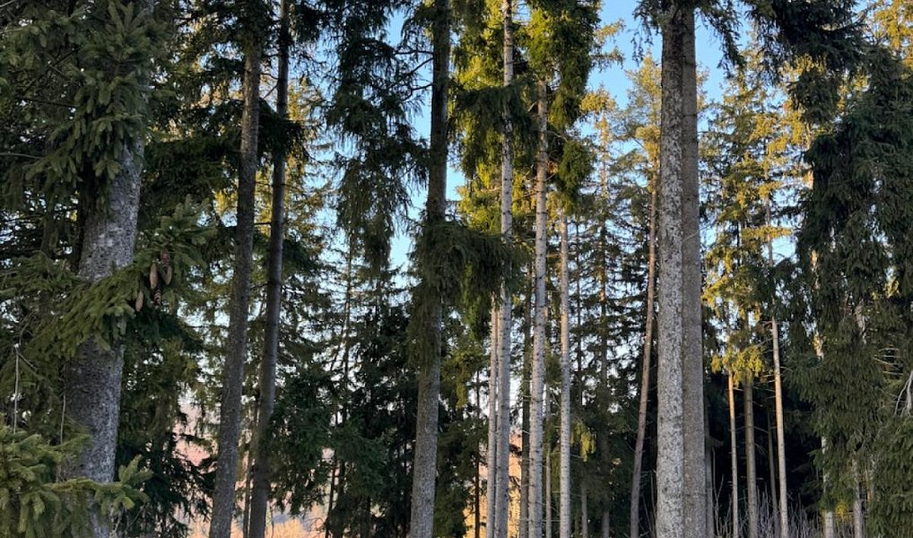 Prodej lesa 4 610 m², Stará Paka – náhled fotky 12