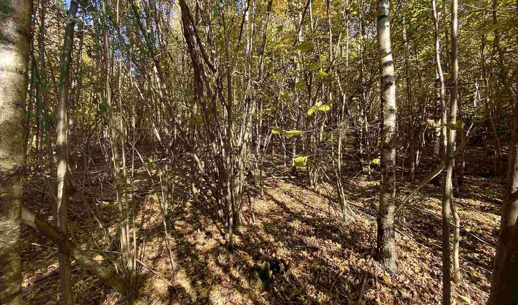 Prodej pole 9 794 m², Železný Brod – náhled fotky 3