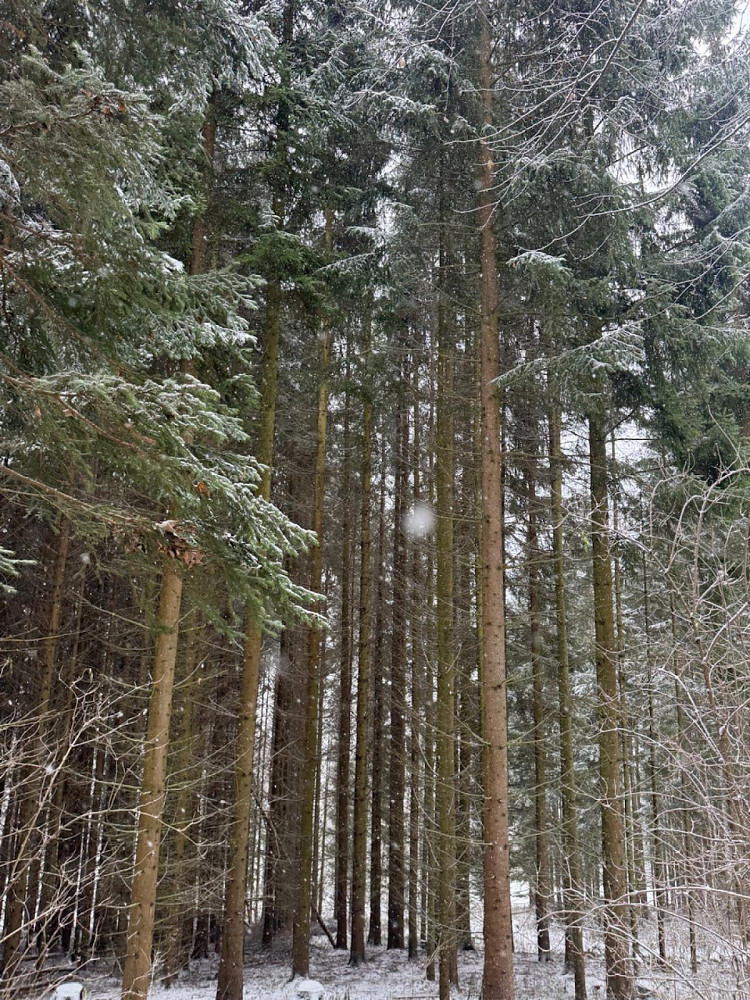 Prodej lesa 7 690 m²
