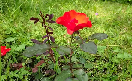 Prodej bytu 3+1 89 m², Čimelice, okres Písek