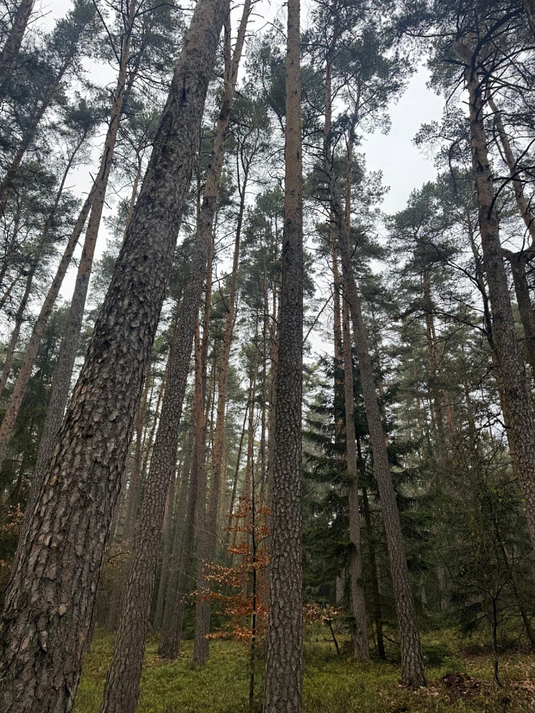 Fotka 6 z 21