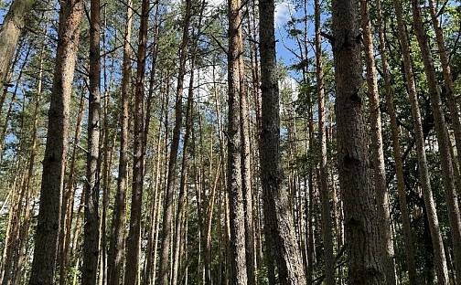 Prodej lesa 16 948 m², Náměšť nad Oslavou, okres Třebíč