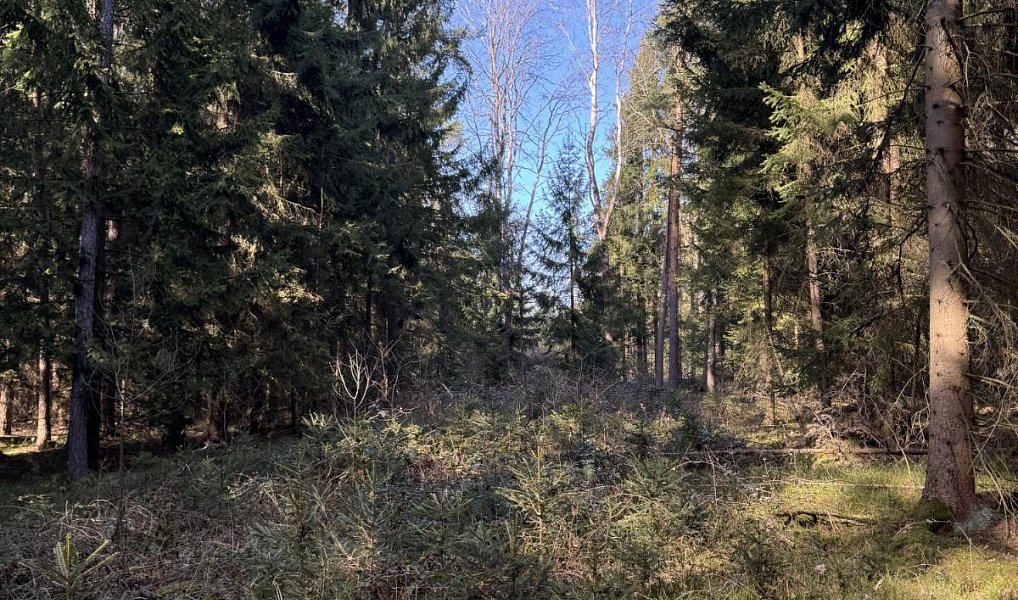 Prodej lesa 3 491 m², Vlastiboř – náhled fotky 5